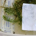 site10 slender waterweed